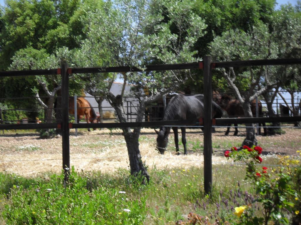 Quinta Do Outeiro Alto Βίλα Constância Εξωτερικό φωτογραφία